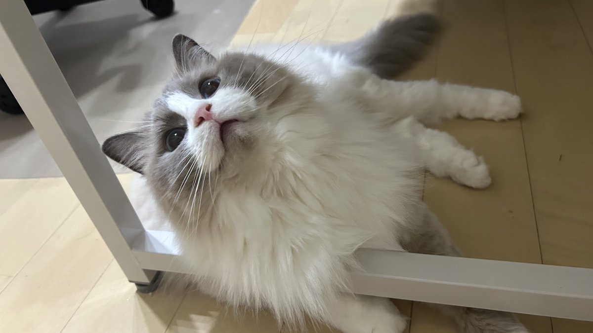 ragmuchan's tweet photo. デスクの脚がひんやりしていてお気に入り❄️🩵
 #猫  #ラグドール
 #猫のいる暮らし https://t.co/97ZtHJEYqj