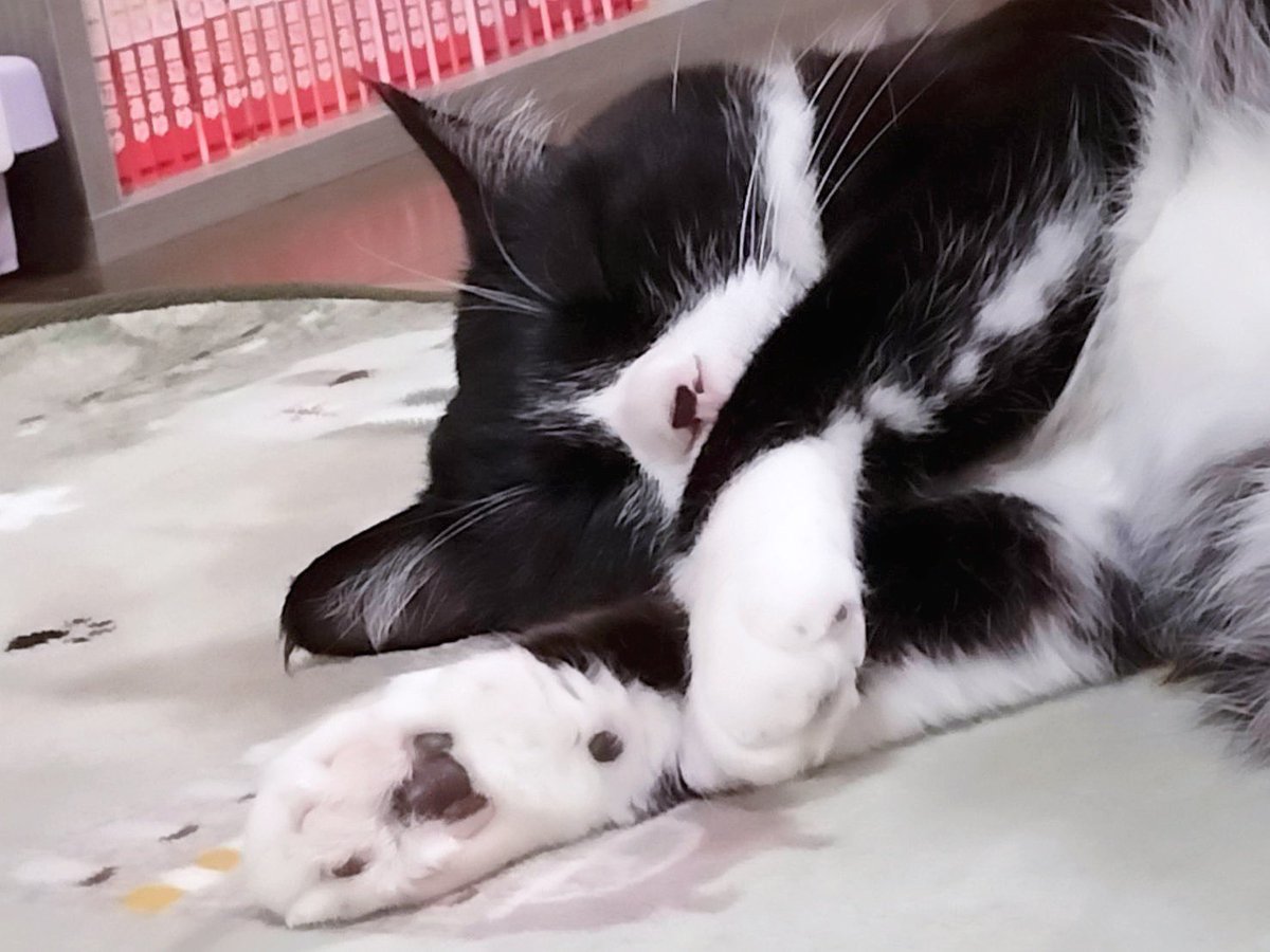 こにゃにゃちわ😻🐾
中々投稿できずにごめんなさい😿
みなさん優しいお言葉ありがとうございます❤️
ままちゃんも、シュシュも元気いっぱいです🐾‼️