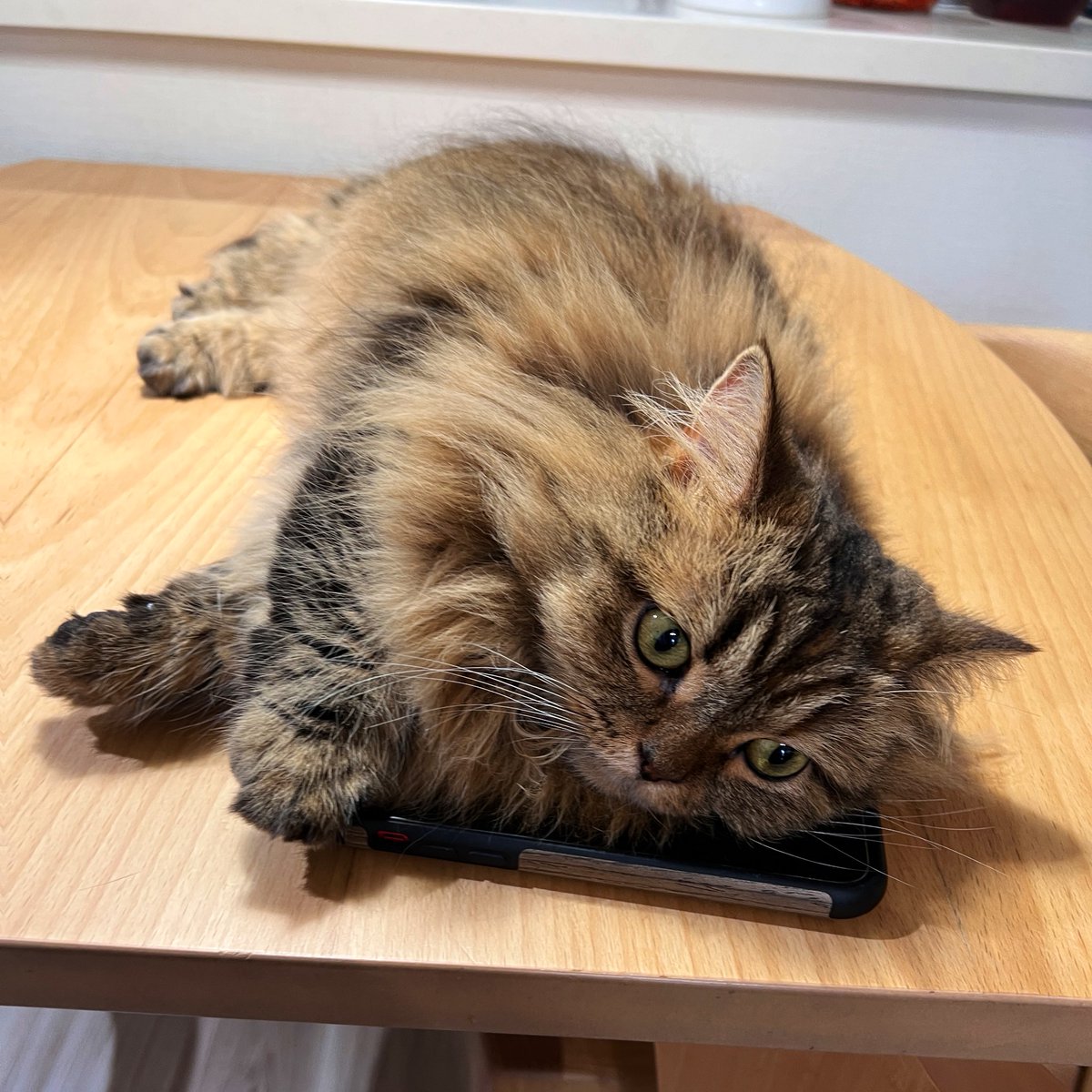 none_geboku's tweet photo. 猫型スマホロック🔐 https://t.co/um9gsy748G