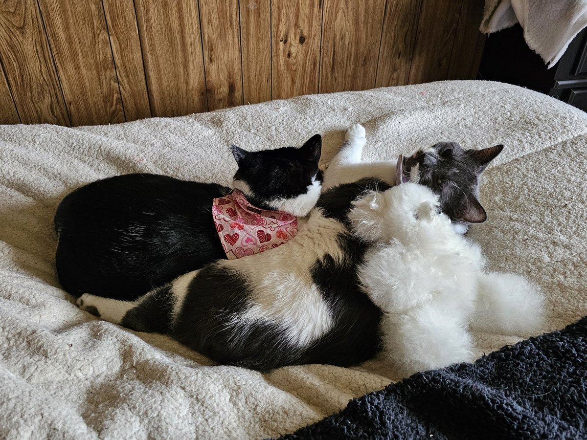oddballcattoys's tweet image. It&apos;s sooo cute seeing the boys cuddling up with Benny&apos;s teddy bear! 🥰 The Tornadoes didn&apos;t want a lot to do with Benny the first couple of weeks he was sick. I think the whole thing really scared them. I&apos;m so glad they got their uncle daddy back! #catnap #cattwitter