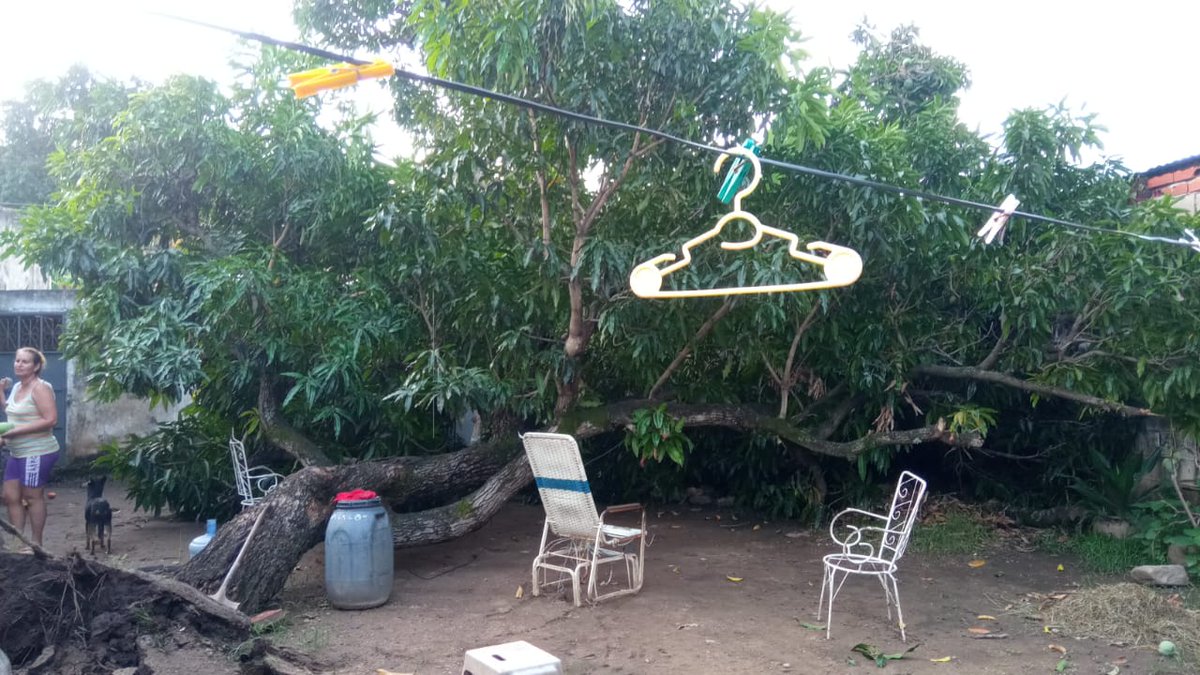 pcmbi's tweet photo. #5Jul Tala de Árbol 🌳 Caído de Especie Manguifera Sobre Elemento Estructural 🏠 Sin Daños en la Urbanización La Candelaria #MBI @BrullerbyPSUV @droopy171 @efrenochoa @PCivil_Ve @Zoedanaraguapc @DulceyParadaM @Vgrpc_MIJP https://t.co/v2QTg76FU5
