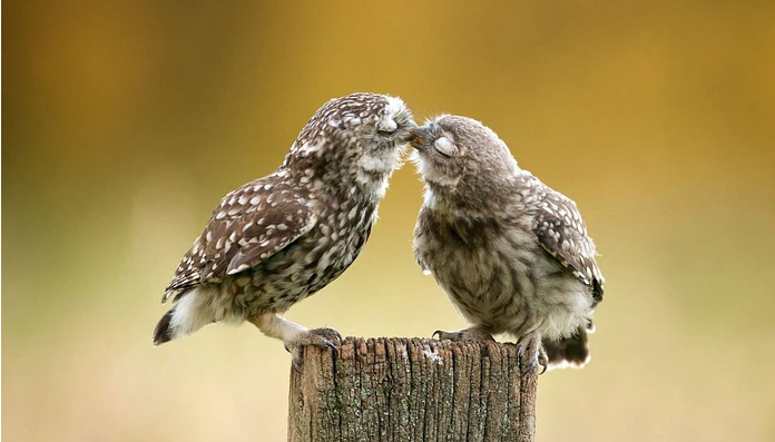 LoveJennifer41's tweet photo. Ngày Quốc tế Nụ hôn (Kissing day)
Ngày Quốc tế Nụ hôn (Kissing day) bắt nguồn từ nước Anh vào năm 2000. Vào ngày 6/7/2000, những người dân nước Anh đã cùng nhau tạo một ngày để thổ lộ tâm tình, trao nhau những nụ hôn cháy bỏng cho người mình yêu thương. https://t.co/2s6SnJjmIr