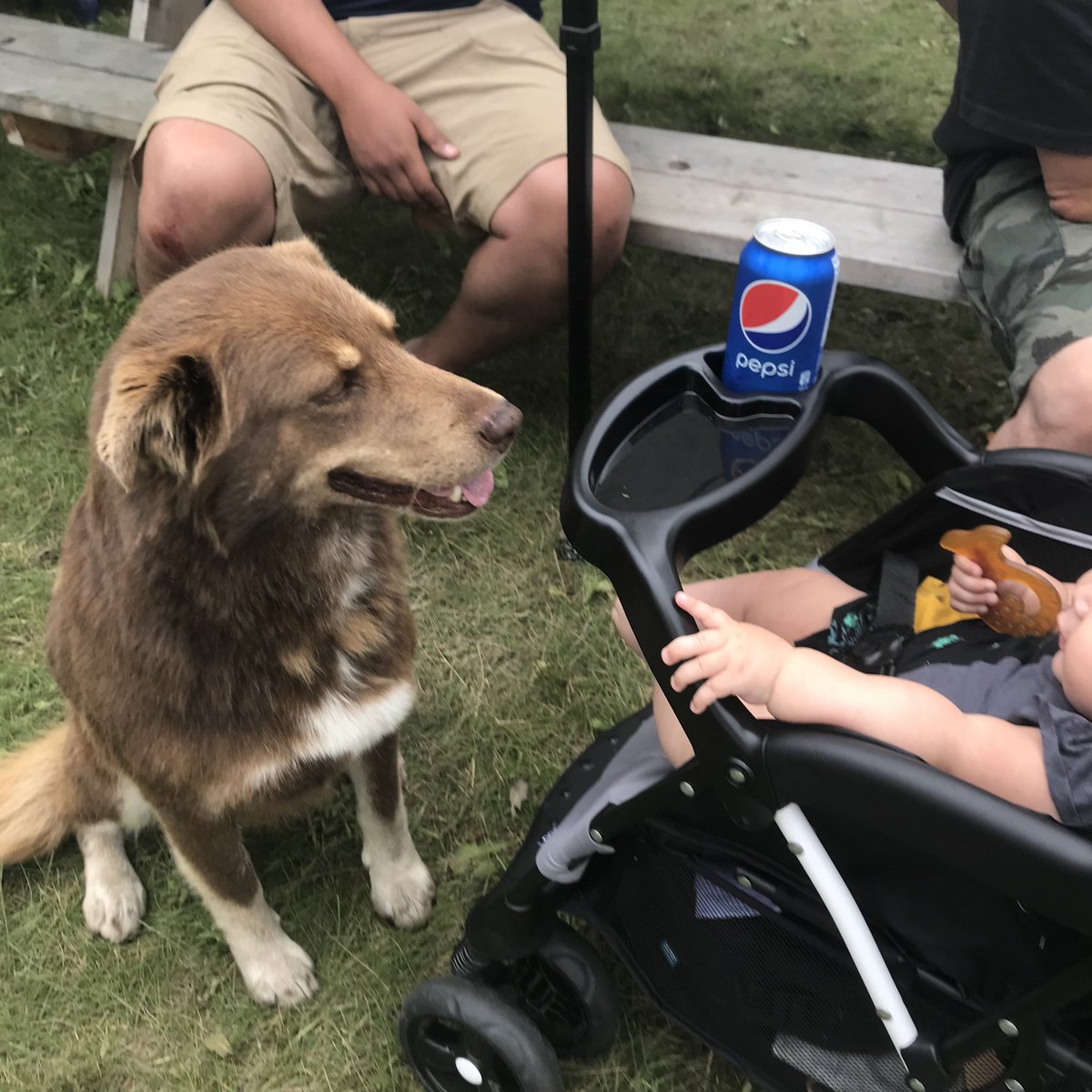 saverezdogs tweet media