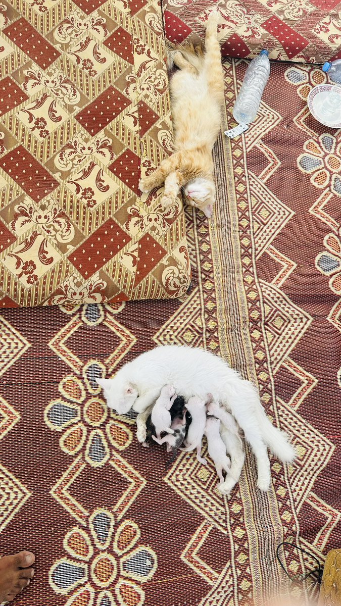 This is my cat, I was born in this war on Gaza and this is the case in tents and displacement 💔

Even the animals were not spared from this aggression.

Pray for us 🙏