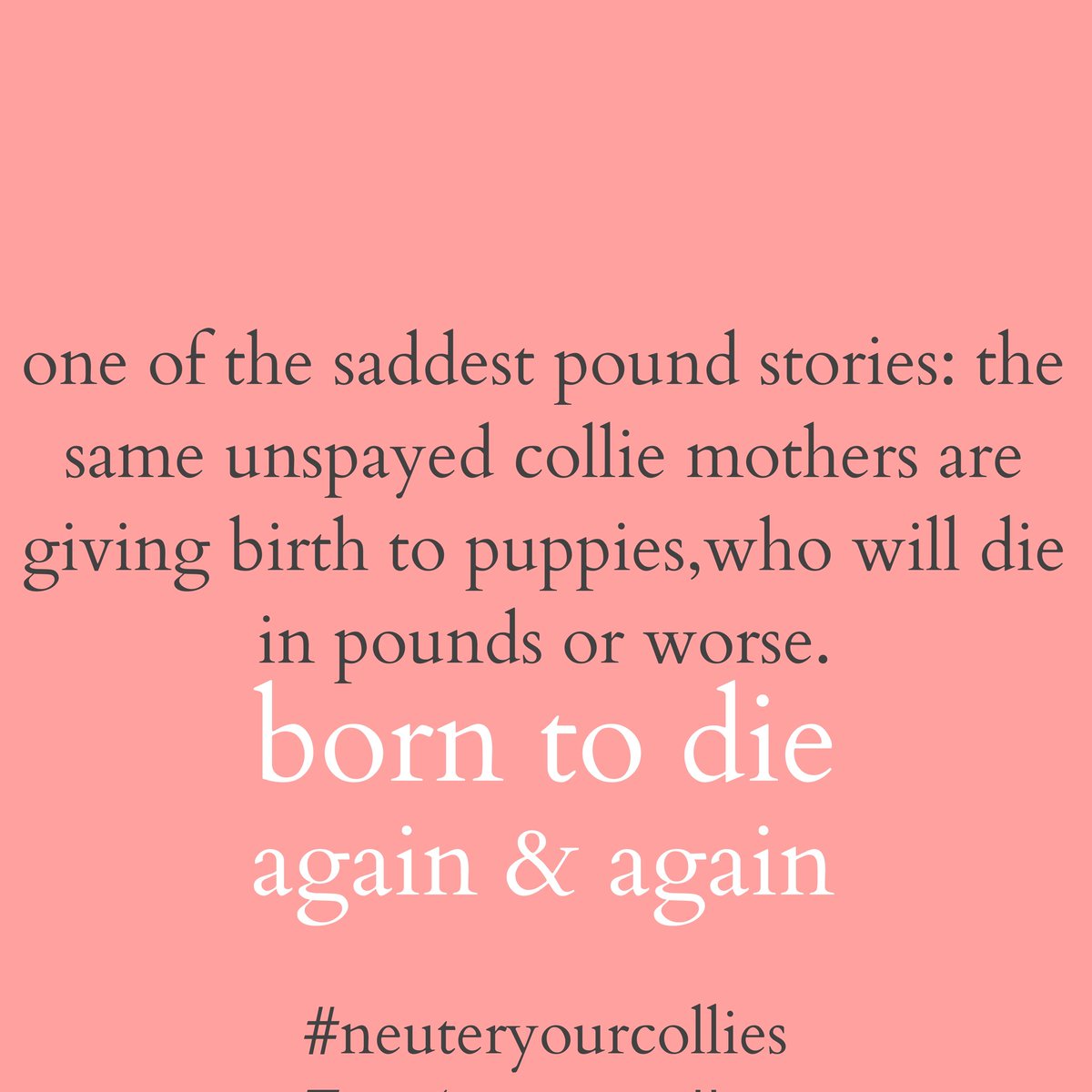 Pounds &amp; rescues are full of collie pups...if you know a farmer with a collie, tell them there are rescues/schemes that will pay to neuter them #breakthepuppycycle