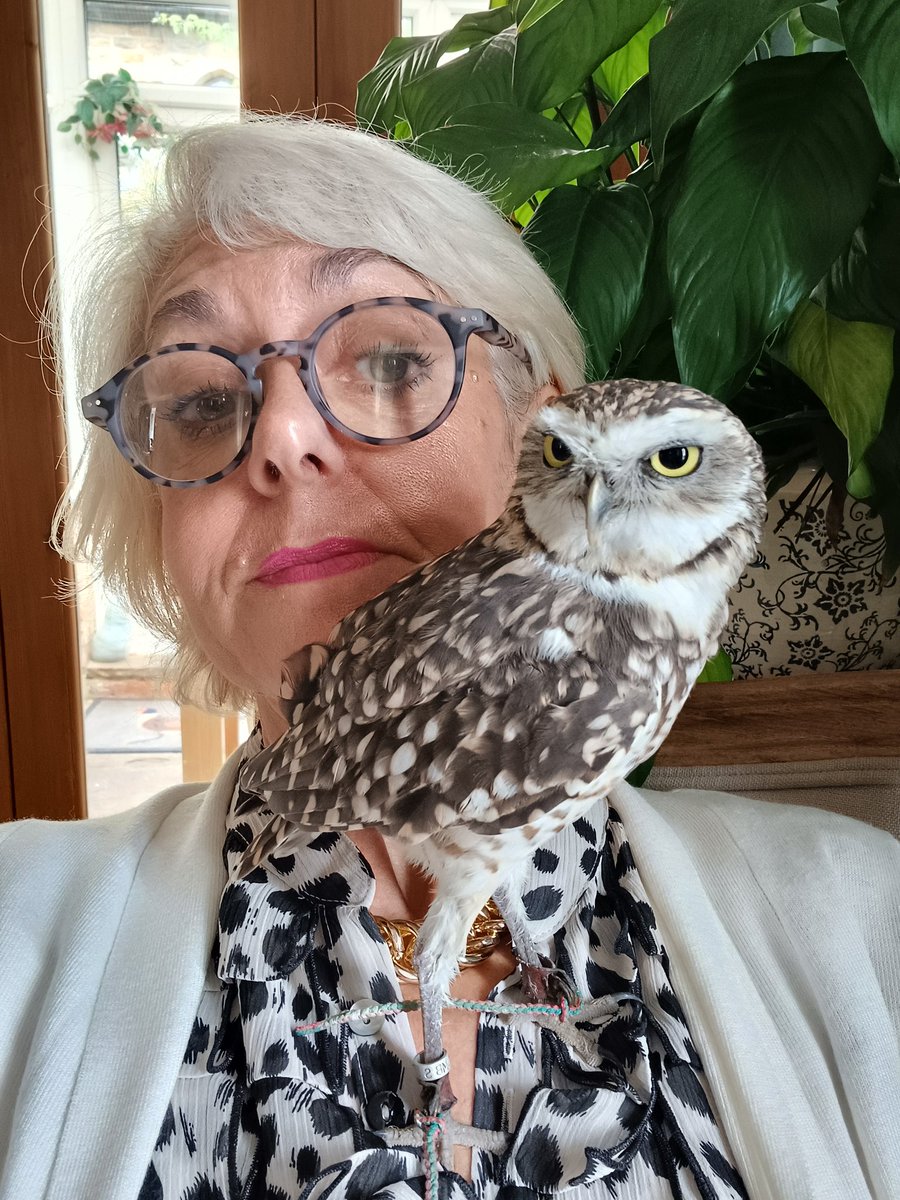 burrowingbolt's tweet photo. Apparently I need to learn to respect personal space 🙄🦉🤣 ( PA insists on trying to match my plumage so obviously I'm going to get involved 😉) #owlsoftwitter  #owlsofx #havingahoot https://t.co/iZ57G9HAUE