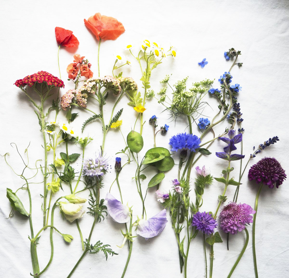 My brain's not been well in the last week, depression &amp; anxiety have been winning, so in an attempt to bring it some dopamine &amp; lower its stress hormone levels and to do the same for your brain as you scroll by, here are some floral finds from the garden in July: