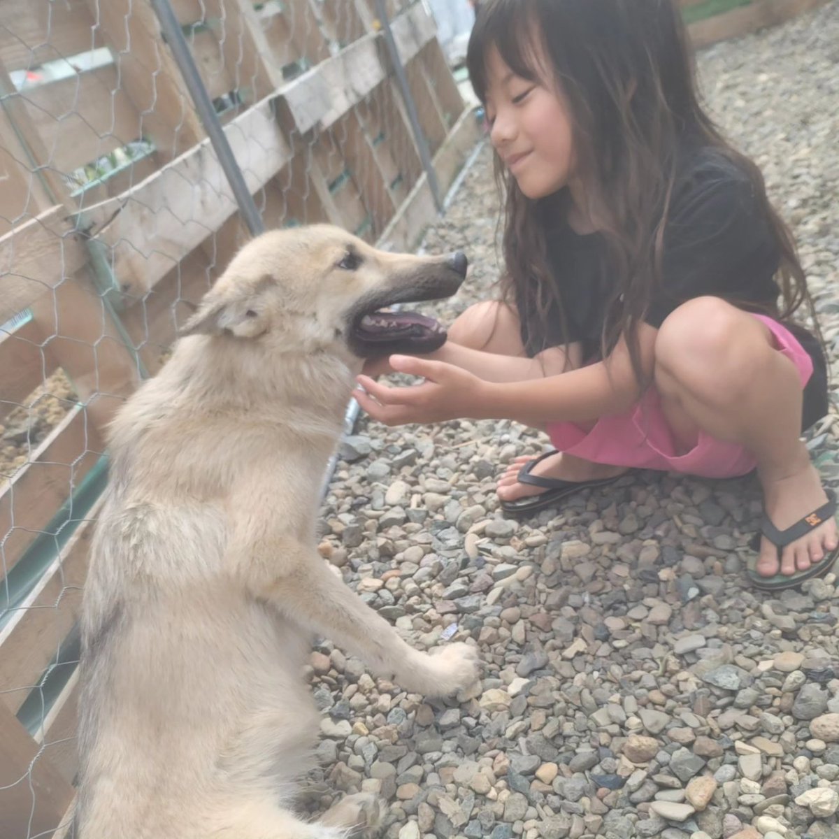 Crystal HasMara Dogs tweet media