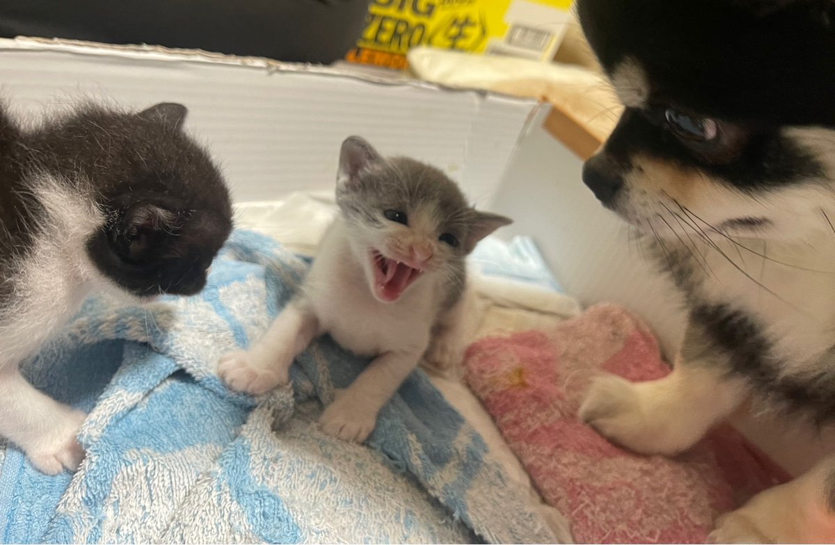 うまれた4ひきのうちの2ひき 