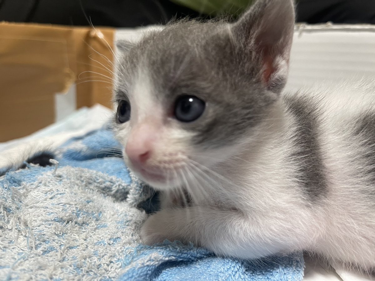 うまれた4ひきのうちの2ひき 