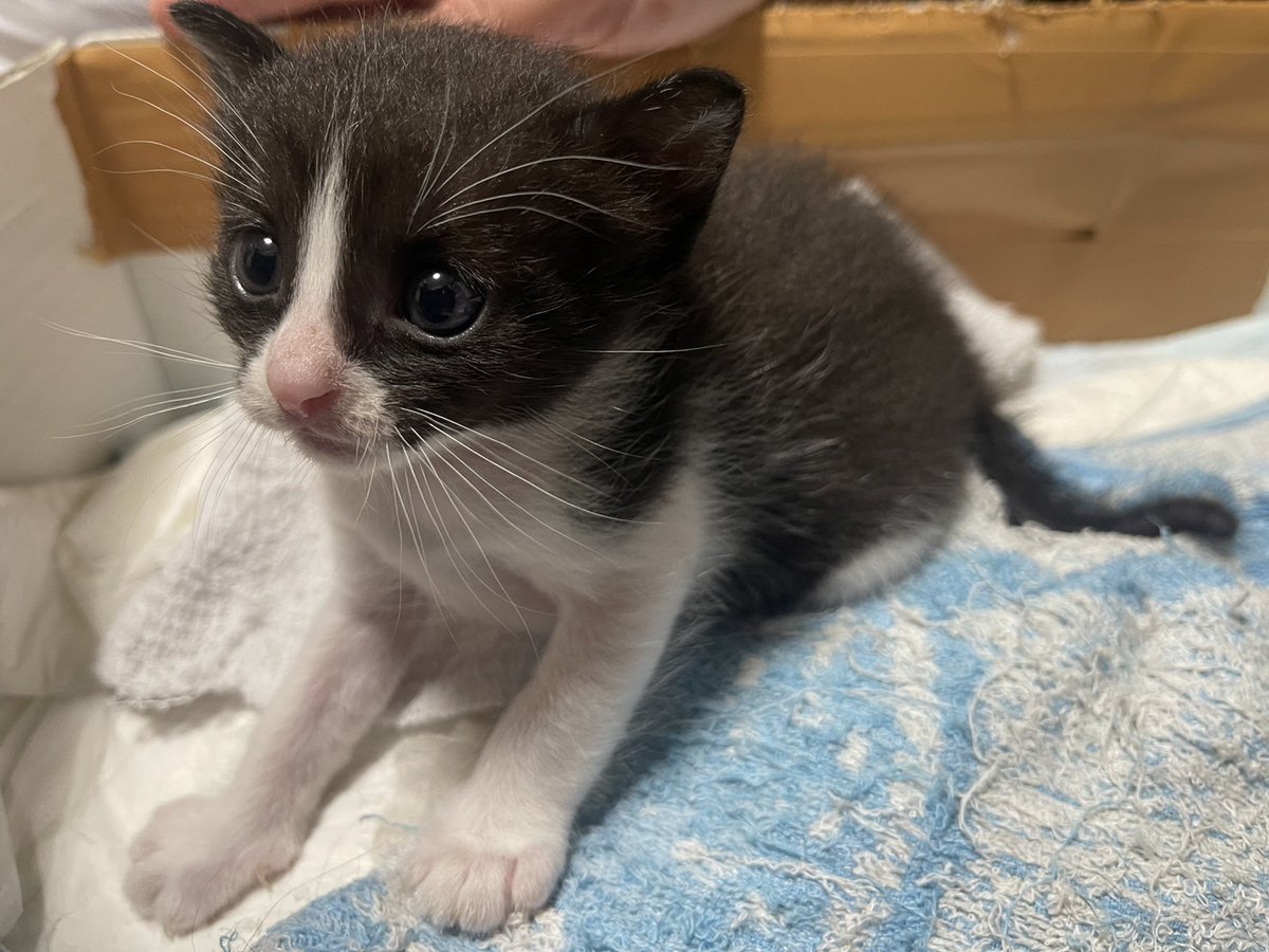 うまれた4ひきのうちの2ひき 