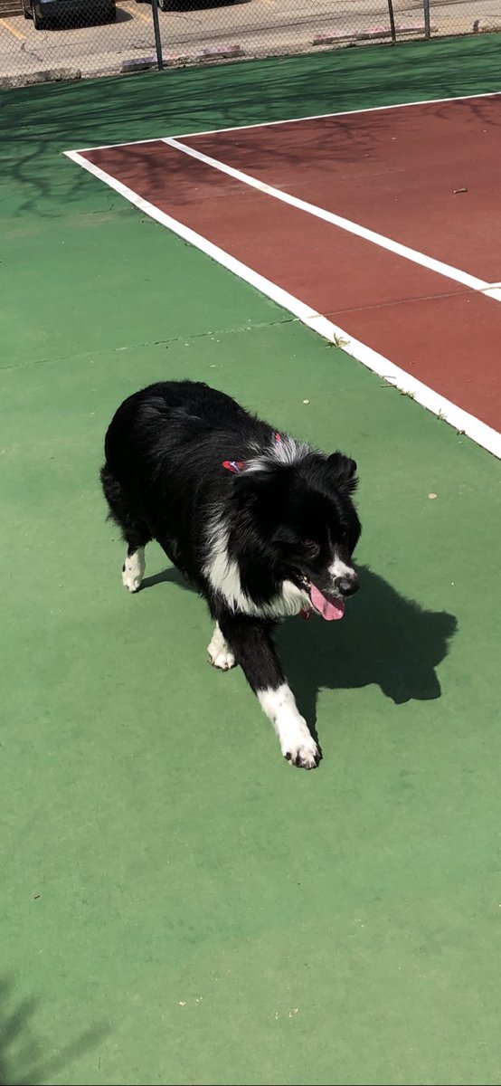 Lee_Whitten's tweet photo. Our parents got Wrangler for us for Christmas in 2007. We said goodbye to him today. He was, objectively and unequivocally, the best dog in the entire world. I love you, Wrangie. https://t.co/AOljUmFTmx