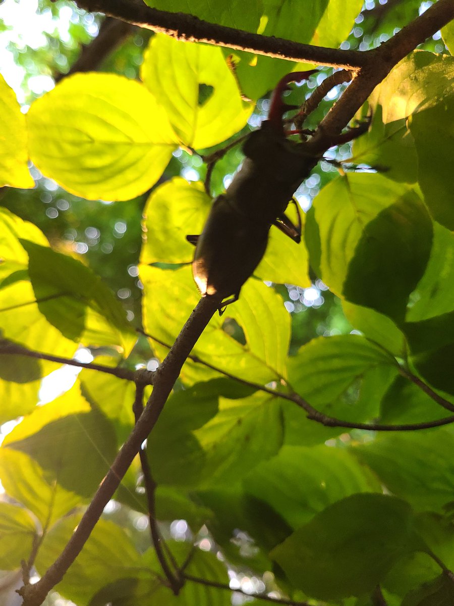 久々に身体空いたから
昨日は埼玉で初ミヤマ
採ったこと無かったから
開拓がてら調べて行ってきたけど
同業だらけで激戦区だった笑
カラすぎ。