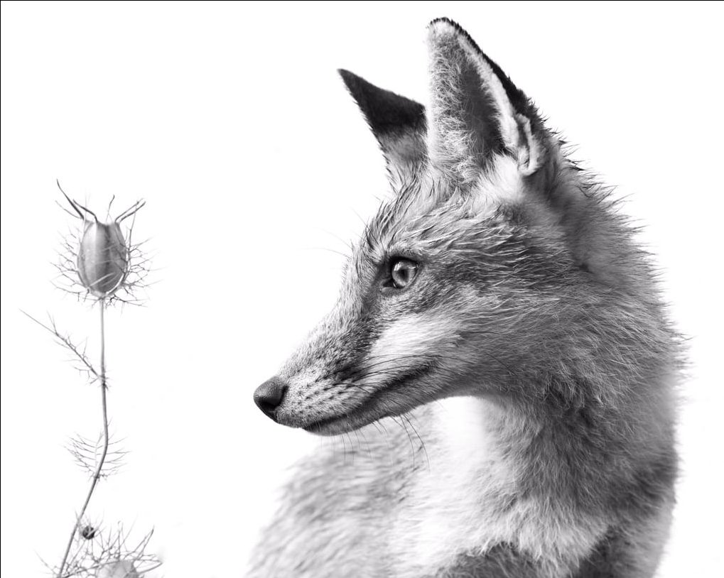 RichardBowler1's tweet image. Looking forward to seeing the end of fox hunting. Let's hope there's no loopholes this time. Would be good if the legislation was in place before the cub hunting season starts.
#FoxOfTheDay