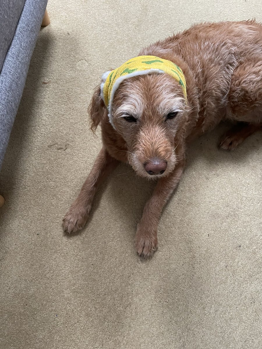 Nasty doggo snapped at me &amp; caught my ear…looked like blood bath…now I look like dis ☹️ hoomum calling me Hilda. 😤 gonna milk it as much as I can - finks I can get treatos &amp; chimkins for a week at least 😍