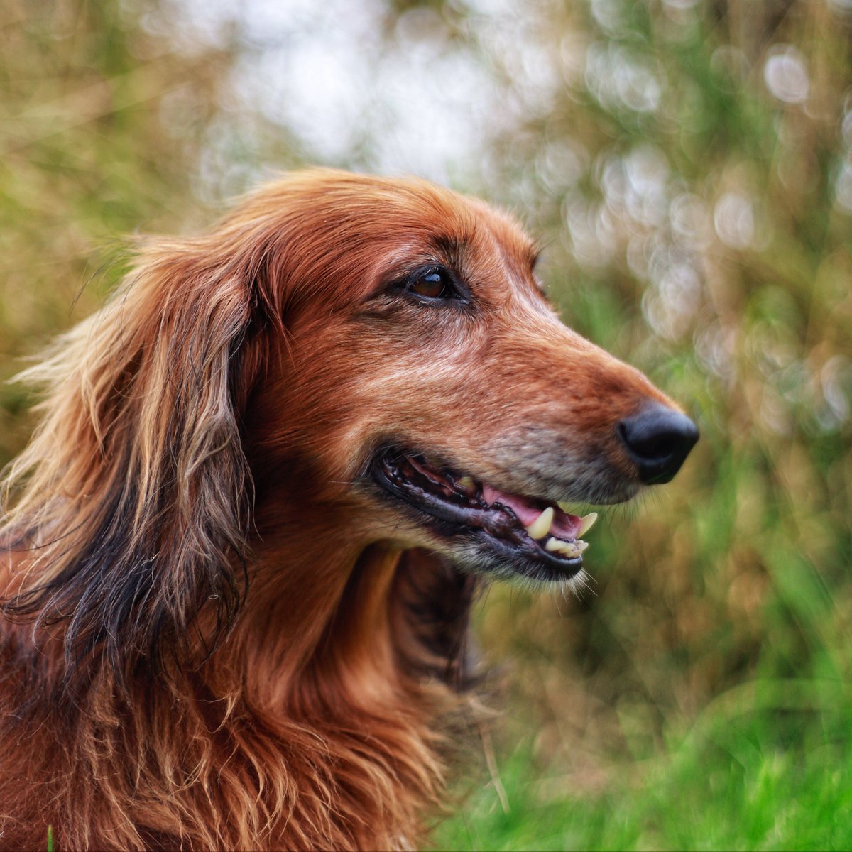 PhilSledge's tweet photo. Golden hour glow with my furry best friend 🐾❤️ #dogsofinstagram #dachshundlove #pupsofinsta #doglife #furryfriend #happydog #dogphotography #instadog #doggo #dachshundsofinsta #doglover #petsagram #cutedog #dachshundlife #dogdaily #fluffydog #dogsmile #pawsome #furrylove #dogpic #bestwoof #doxie
