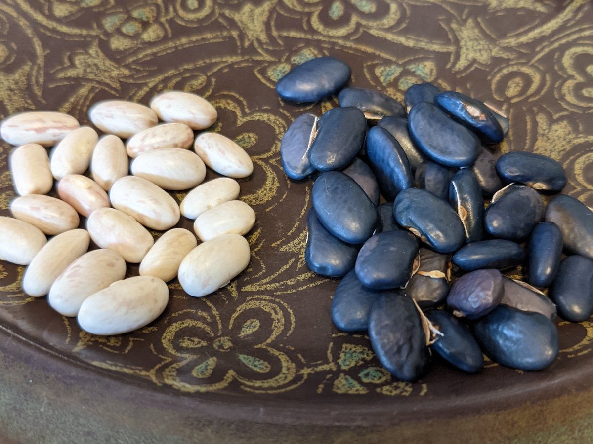 thebiologistisn's tweet image. A few years back I made a hybrid between these two bean varieties.

My blue bush-bean is at right and Wit-rood boontje (Dutch: &quot;White-red bean&quot;) on the left.