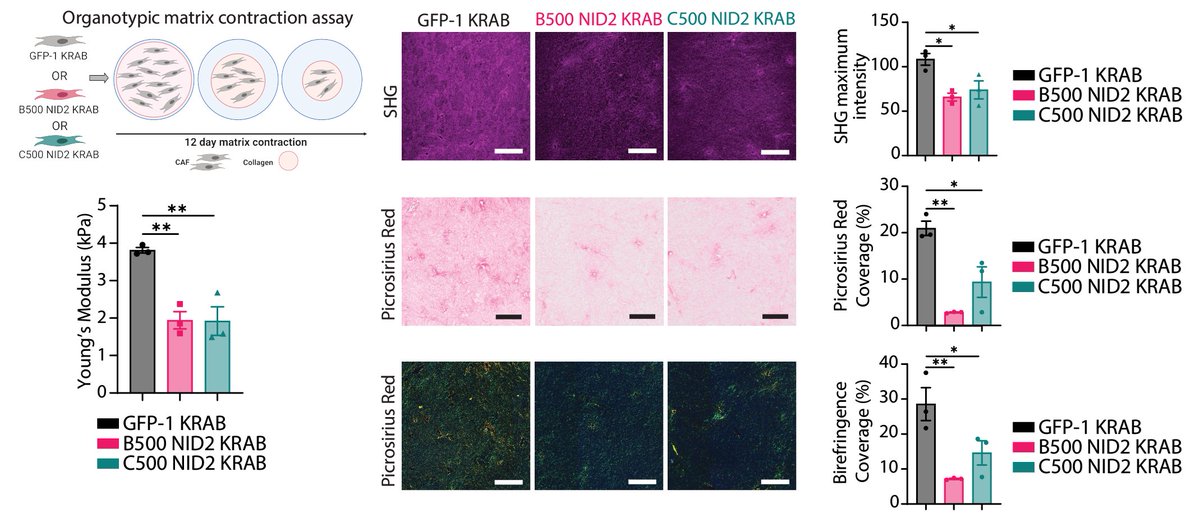brooke_pereira_'s tweet image. Using biomechanical assessments, second harmonic generation (#SHG) imaging, and #birefringence analysis, we show that NID2 reduction by #CRISPR interference (#CRISPRi) in #KPC #CAFs reduces #stiffness &amp;amp; #matrixremodelling in 3D models, leading to impaired #cancerinvasion 6/13