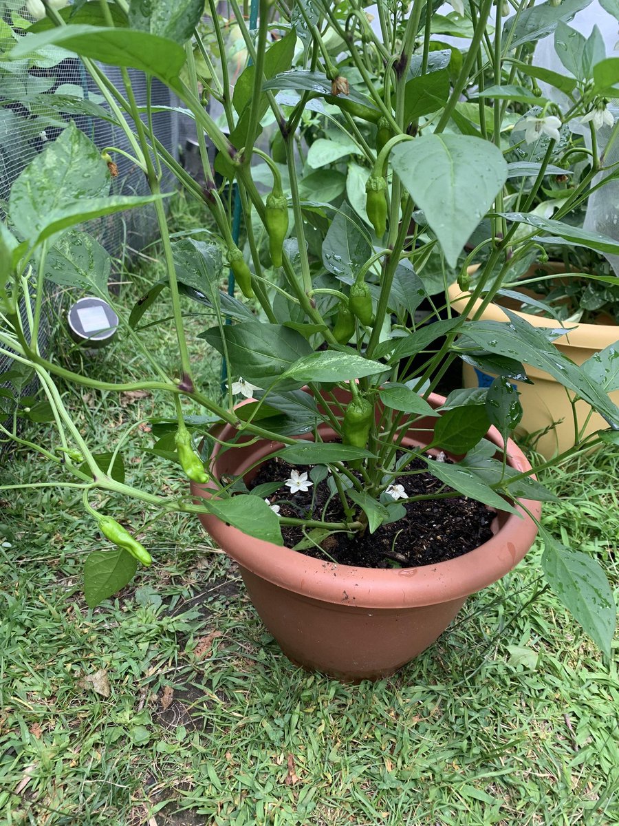 Health Benefits of Chilli 🌶 Peppers
*Boosts the immune system, helping fight colds, flu, and fungal infections.
Reduces risk of type 2 diabetes.
Improves eye health.
Healthy hair and skin.
Promotes red blood cell growth (anaemia and fatigue)
Prevents allergies.
Reduces cancer