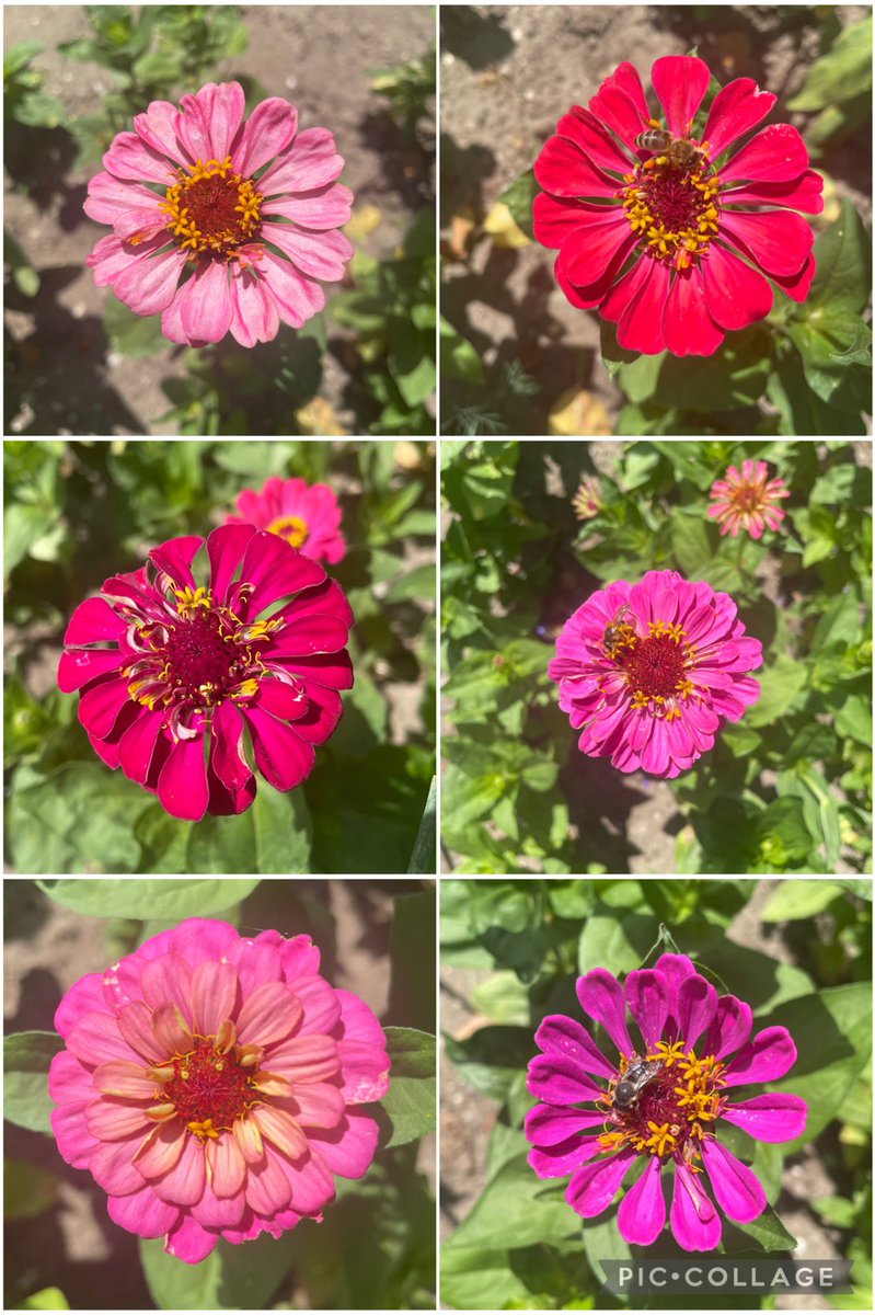 Just zinnias for #SixOnSaturday 🌸🐝