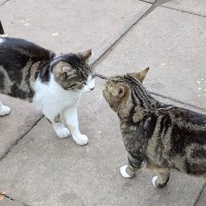 Robert Allotment cat,now helped by Janet & Amanda tweet media