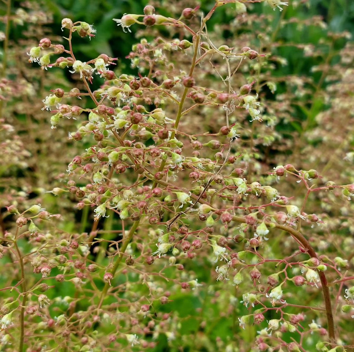 The rarely seen Heuchera 'Ruffles' makes an excellent, long lived garden plant. Pre-dates all the modern coloured leaf forms and outlives most of them!

#heuchera #heucheramicrantha #heucheramicrantharuffles #evergreen #foliage #foliageandflowers #cutflowers