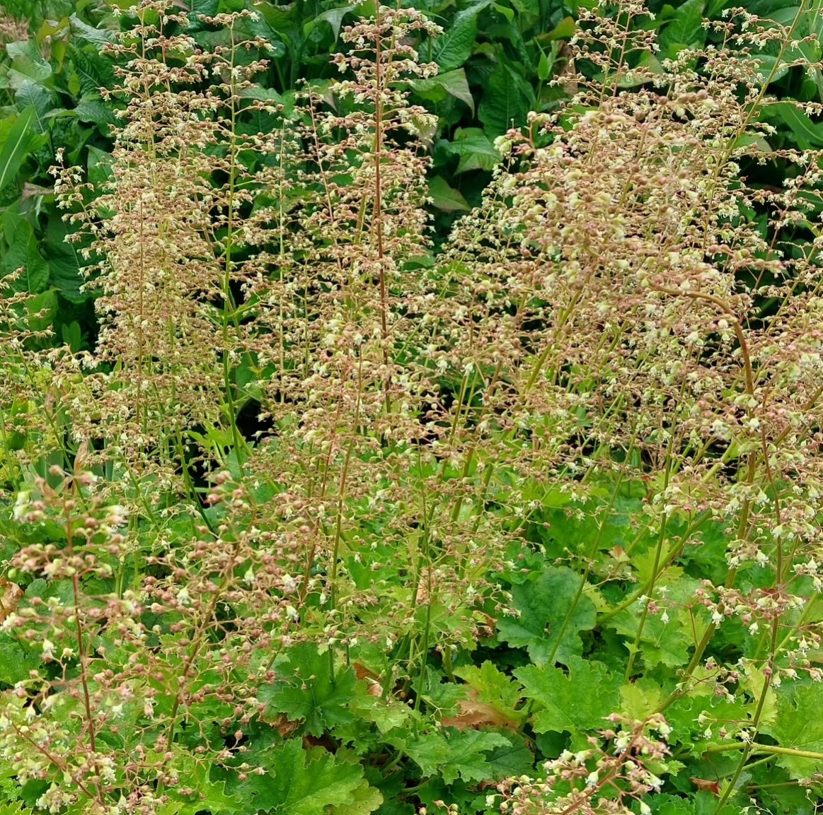 PlantPref's tweet image. The rarely seen Heuchera 'Ruffles' makes an excellent, long lived garden plant. Pre-dates all the modern coloured leaf forms and outlives most of them!

#heuchera #heucheramicrantha #heucheramicrantharuffles #evergreen #foliage #foliageandflowers #cutflowers
