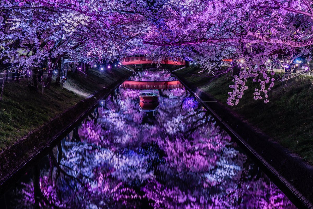 RON3931's tweet photo. 上も下も鮮やかでした🌸✨
#東京カメラ部 #ファインダー越しの私の世界 #写真好きな人とつながりたい #さくら https://t.co/uO6aoIHmZI