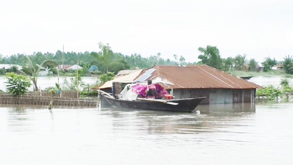 রংপুরে বানের জলে রাসেলস ভাইপার আতঙ্ক