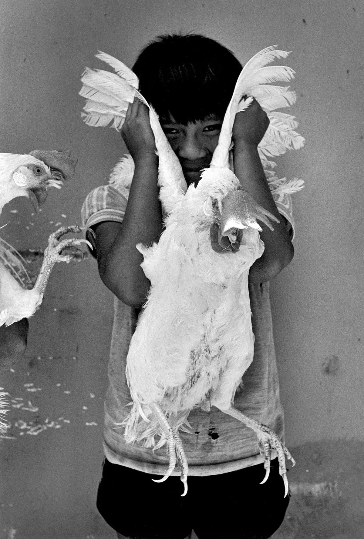 El gallo, Juchitán, México, 1986