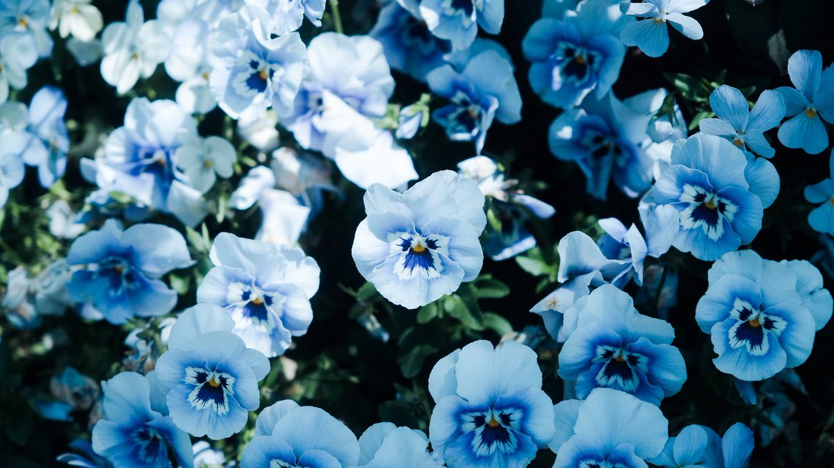 宵月 絃꙳☽ ʏᴏɪᴅᴜᴋɪ ɪᴛᴏ࿔ tweet media