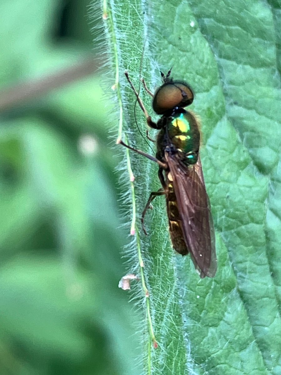 RSUTTON1975's tweet photo. A new species for my Mum’s garden yesterday Broad Centurion - Chloromyia formosa, the first 2 images show the female and the second 2 the male. https://t.co/HDAlK9yzK4