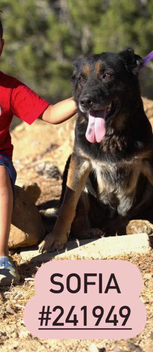 Mo4Paws's tweet photo. @freitano @TomJumboGrumbo Thank you for your support and pledge of $10 for Sofia. Sofia from Apple Valley Animal Shelter was rescued by Mo4Paws, a 501c3 non-profit animal rescue. EIN: 82-2319642
❤Donate Button on their website(https://t.co/a3JBgybz6J)
❤ PayPal: https://t.co/5h4p1rLySU
❤ Venmo: @mo4paws https://t.co/J7ULgOBEhp