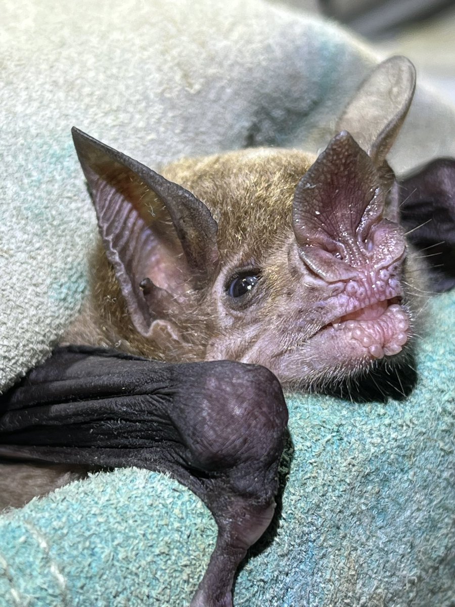 We caught our first Phylloderma stenops a few nights ago at <a href="/FCAT_Ecuador/">FCAT</a>! Such a cool bat!