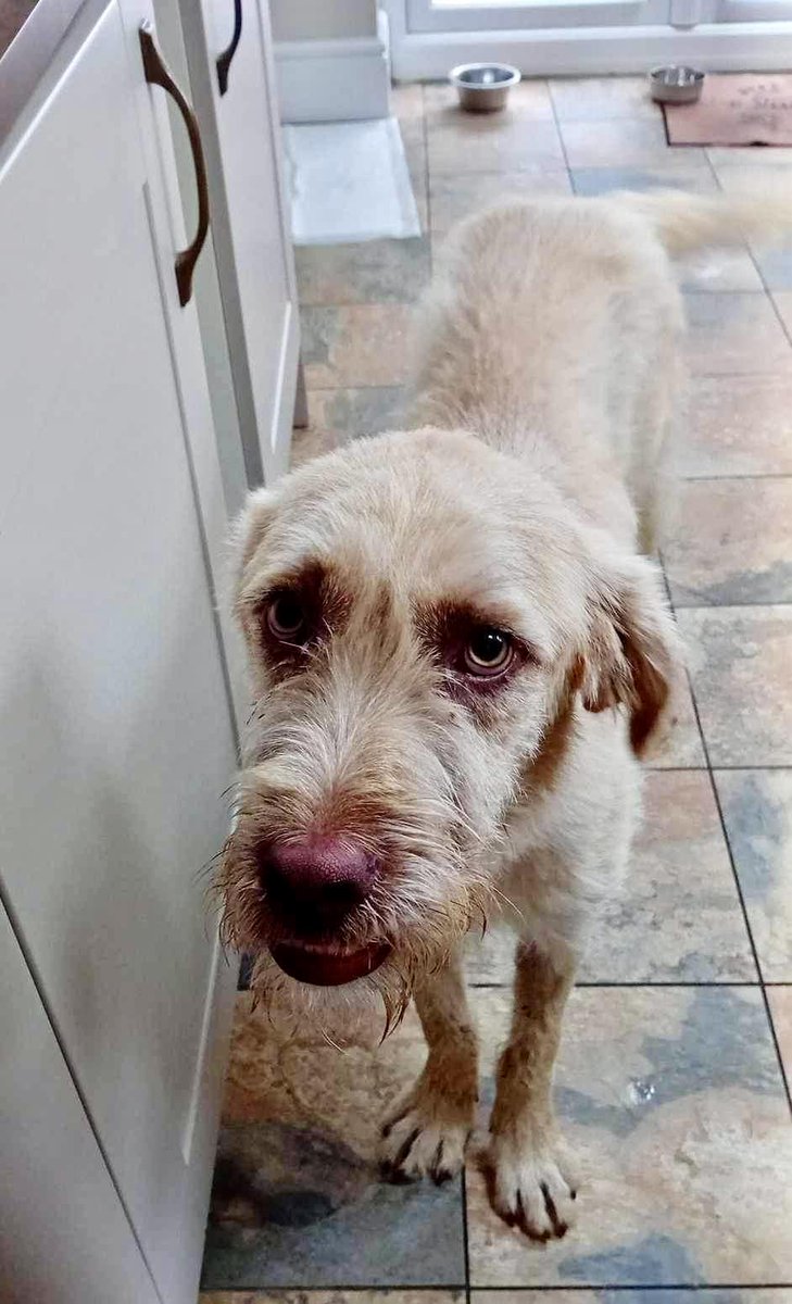 12 month old Elliott is now ready for his forever home He is in foster in #SouthWales  he is fantastic with children &amp; other dogs &amp; has a personality that exceeds expectations
He is fully house trained &amp; his foster mum says he is so relaxed with a fabulous temperament
#Bristol