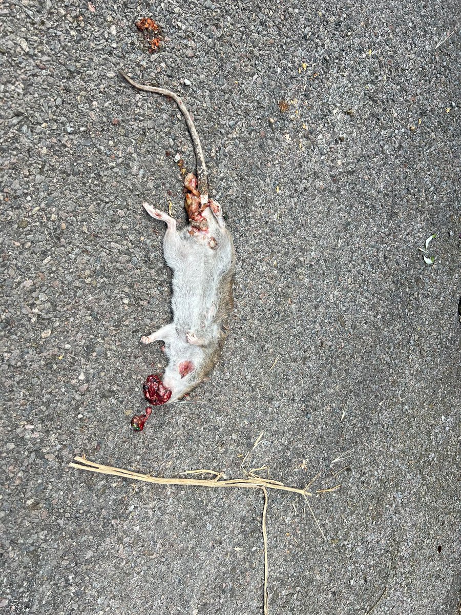 <a href="/lambeth_council/">Lambeth Council</a> this is the issue we are seeing. Especially on this corner of St Gothards Rd, SE27 regularly. Going to 2/52 collections, but surely these kerb side bins need assessing. Clean up our streets- mice/rats more visible!!  #bins #KeepStreetClean