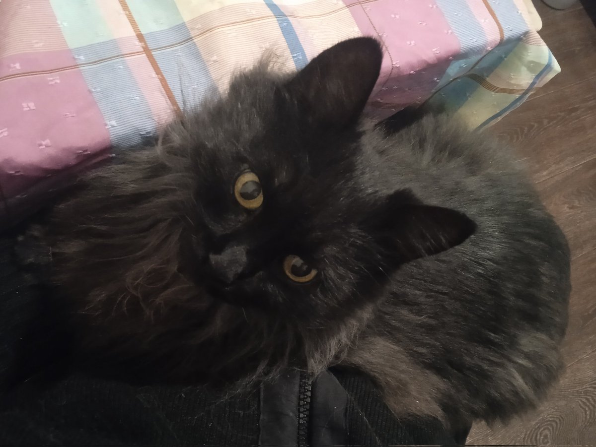 Давно не было #субкота
Это Блэр, кот <a href="/SheldoOn_Kuper/">ай ну не</a>, слушает наши кухонные разговоры за жизнь