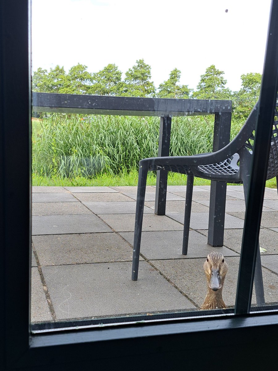 glenisilla's tweet photo. The best feature of any accommodation I've ever stayed in is this duck, whose face appears at the back door whenever we crack open some snacks. 5 stars https://t.co/pmNdVct4XJ