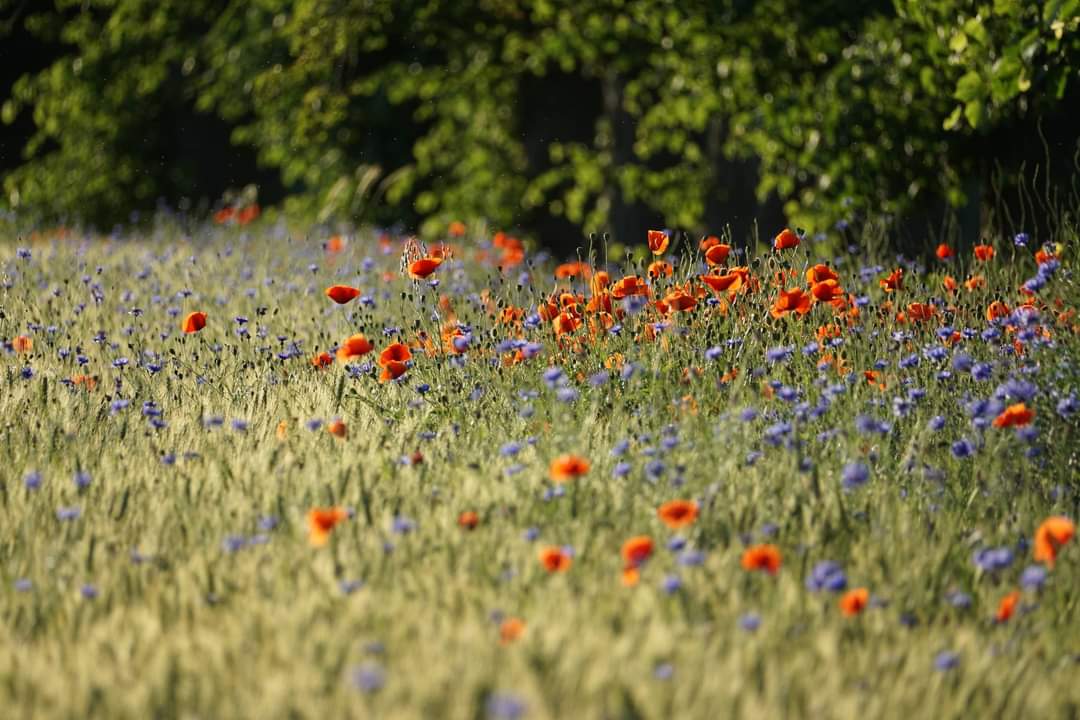 Saturday 6th July is National Meadows Day

plantlife.org.uk/events/nationa…