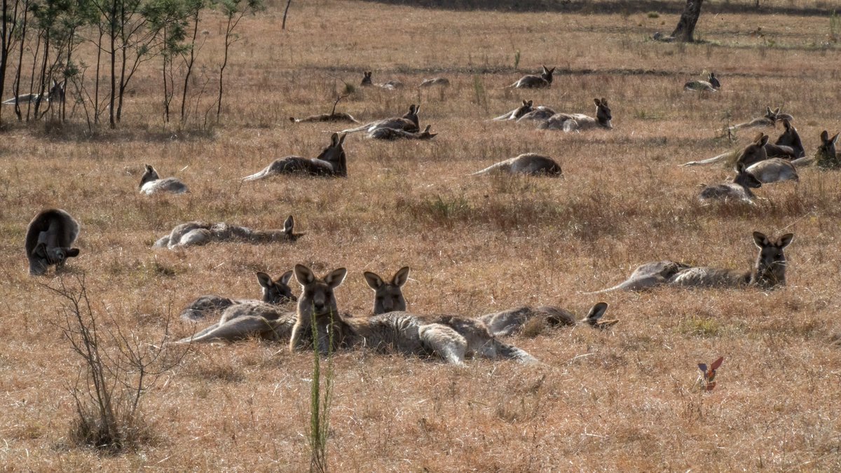 James Smith (@c_mperman) on Twitter photo Some of the local 'roos and a Varied Sitella <a href="/MulligansFlat/">Mulligans Flat</a> in the sunshine this afternoon. <a href="/wapple15/">Lord Wes from Canberra</a> <a href="/CraigAllenCBR/">𝙲𝚛𝚊𝚒𝚐 𝙰𝚕𝚕𝚎𝚗</a> <a href="/GbhvfRon/">Dr Ron</a> <a href="/KMRiethmiller/">Kristine Riethmiller</a> Big Boy, a youngster, a Varied Sitella and a couple of dozen of the North Mulligans mob. Some of the local 'roos and a Varied Sitella <a href="/MulligansFlat/">Mulligans Flat</a> in the sunshine this afternoon. <a href="/wapple15/">Lord Wes from Canberra</a> <a href="/CraigAllenCBR/">𝙲𝚛𝚊𝚒𝚐 𝙰𝚕𝚕𝚎𝚗</a> <a href="/GbhvfRon/">Dr Ron</a> <a href="/KMRiethmiller/">Kristine Riethmiller</a> Big Boy, a youngster, a Varied Sitella and a couple of dozen of the North Mulligans mob.