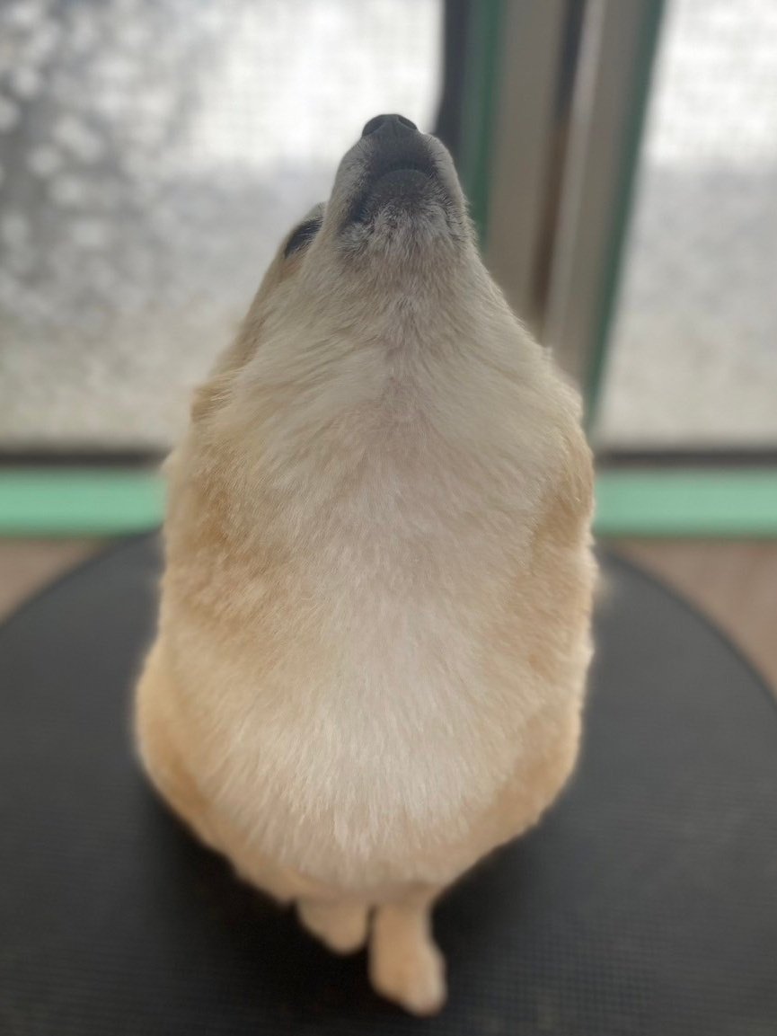 トリミングサロンから遠吠え写真が送られてきた

#いぬのいる暮らし