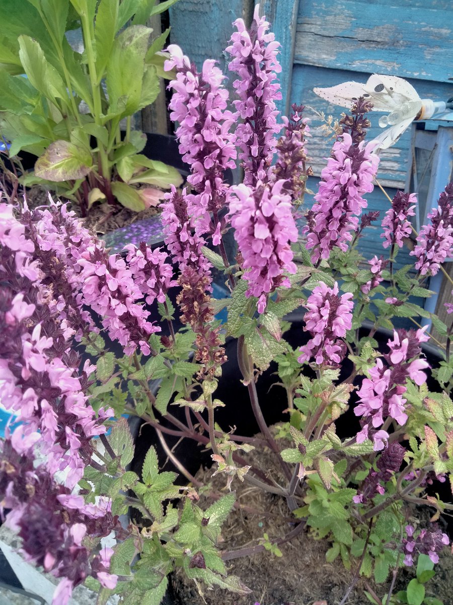 Not wishing to be alarmist but what's missing from all these images?

Haven't seen any bees. Same on my allotment and on my dog walks.
😥🐝 #WhereAreTheBees