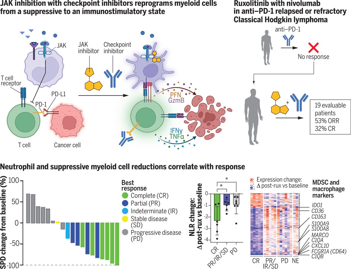 JAK inhibition enhances checkpoint blockade immunotherapy in patients with Hodgkin lymphoma | Science science.org/doi/10.1126/sc…