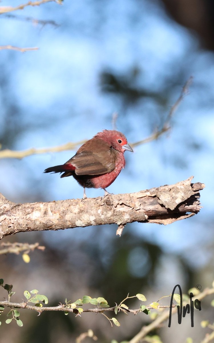 AnjaBSch's tweet photo. #Jamesons #Firefinch
#photography #nature #outdoors #garden #goedemorgen #birdwatching #BirdsSeenIn2024 #Francistown #Botswana #Africa 
Enjoy your weekend and keep warm! https://t.co/3dFCZECZnR