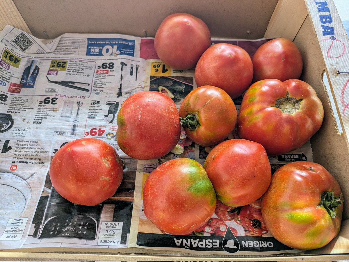 desficacis's tweet photo. Com ser un home completament feliç en 4 pasos molt senzills:
Tomaca de l'horta capellà torrat, ceba dolça en gallons no massa grossos però sense ser fins i un bon rall d'oli de mansanella de la Vall de Laguar.
No cal més, lo demés és atrezzo. A esmorzar!
#AmbQuePoquetEnsConformem https://t.co/MXEYh3ooiq