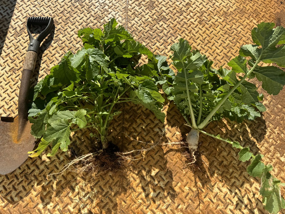 Amazeballs! Just not consistent over whole paddock. Barley, vetch, tillage radish &amp; mustard.