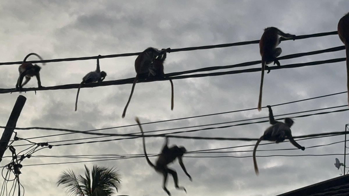 Zanzibar Red Colobus Project tweet media