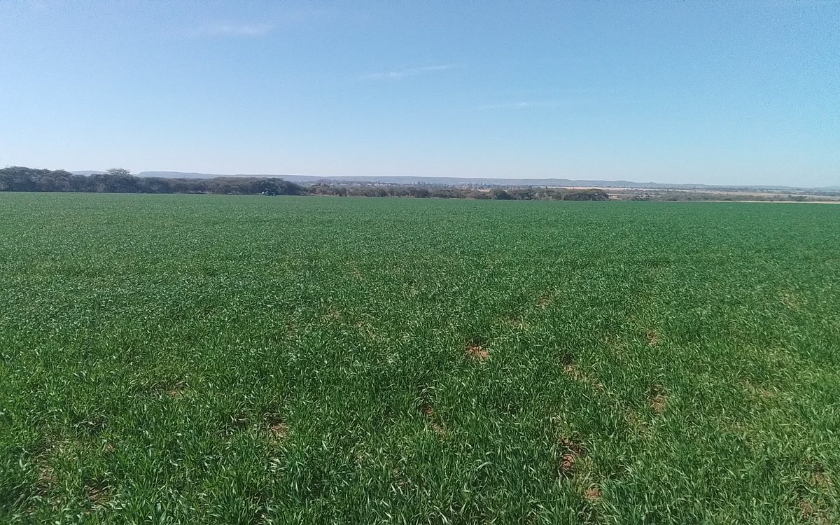 Microbial consortia (BioNPK) soil treatment, Humuson CarboAmin, basal fert, N topdressing &amp; Bigo W, Grow+ foliar trace element applications ✅️..Good Plant Stand, Tillering (8-9 tillers). Matepe Farm (Marondera)📍