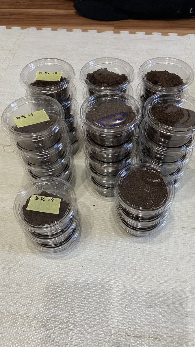 対馬ヒラタの産卵SET割り出し
36匹とれましたー
#ツシマヒラタクワガタ