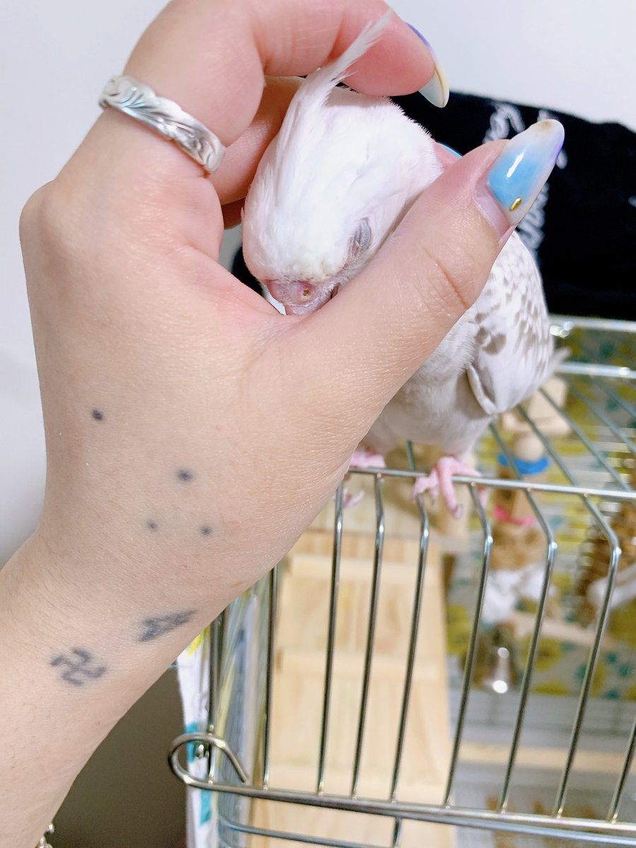 inkosagashit's tweet photo. オカメインコのおもちが
私の不注意で逃げてしまいました。
見つけてくれた方
連絡をお願いいたします。

#寄居町
#正気橋
#オカメインコホワイトフェイス
#迷子鳥 https://t.co/AeyWQYwn0w